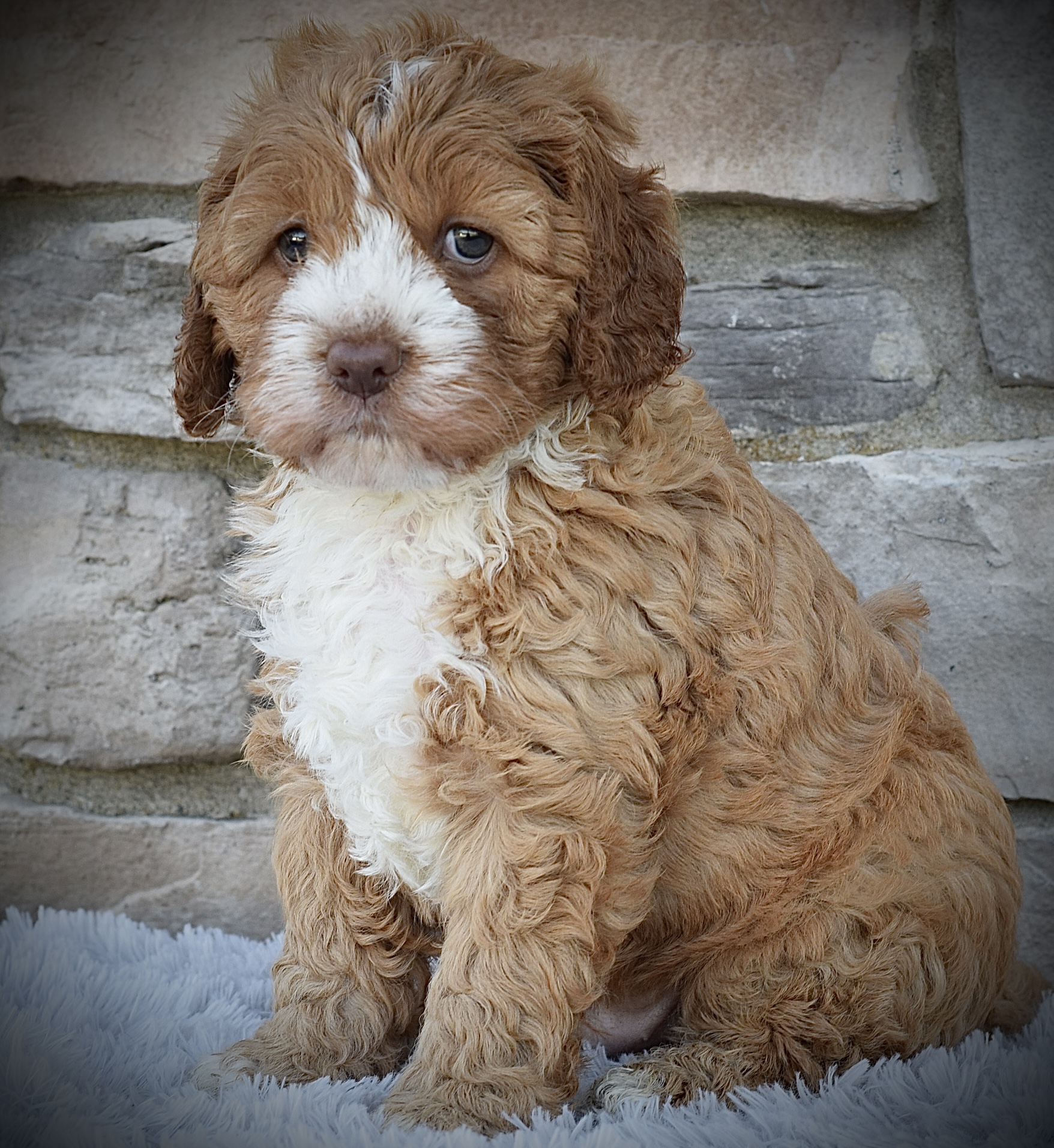 The Ultimate Guide to Finding the Perfect Cavapoo Puppy for You ...