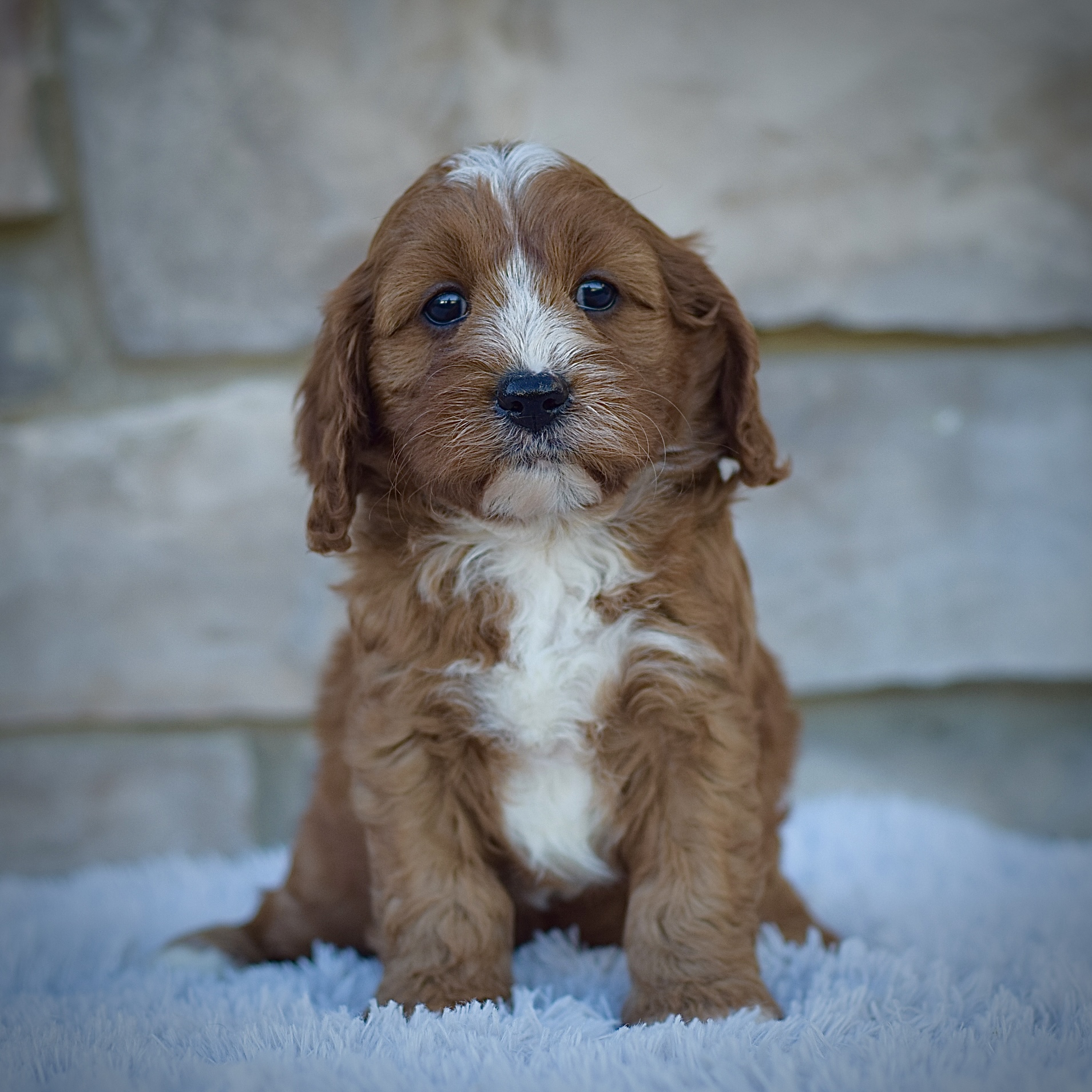 Jasper, friendly cavpoo, non-shedding puppy, puppies for sale in ohio, healthy puppy from wengerdpremierpups.com