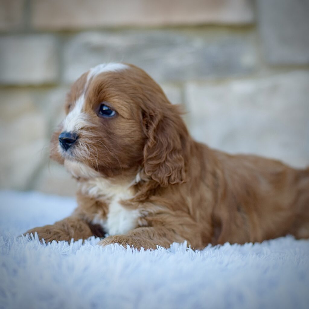 Jasper, friendly cavpoo, non-shedding puppy, puppies for sale in ohio, healthy puppy from wengerdpremierpups.com