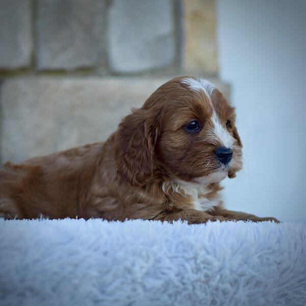 Jasper, friendly cavpoo, non-shedding puppy, puppies for sale in ohio, healthy puppy from wengerdpremierpups.com