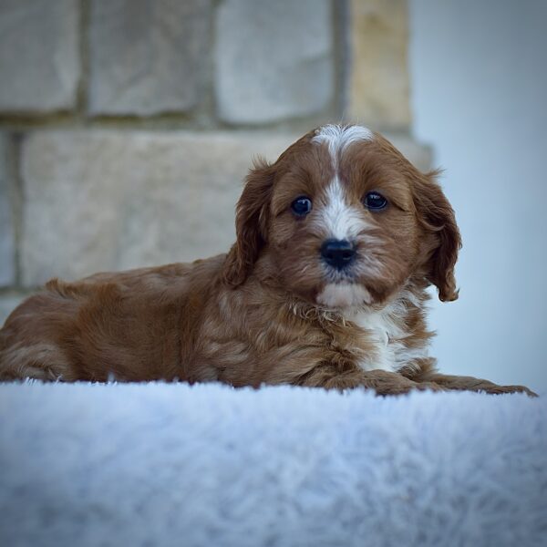 Jasper, friendly cavpoo, non-shedding puppy, puppies for sale in ohio, healthy puppy from wengerdpremierpups.com