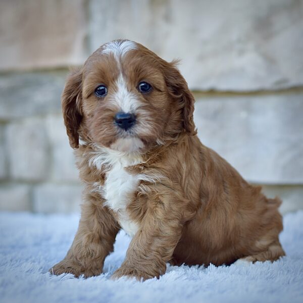 Jasper, friendly cavpoo, non-shedding puppy, puppies for sale in ohio, healthy puppy from wengerdpremierpups.com