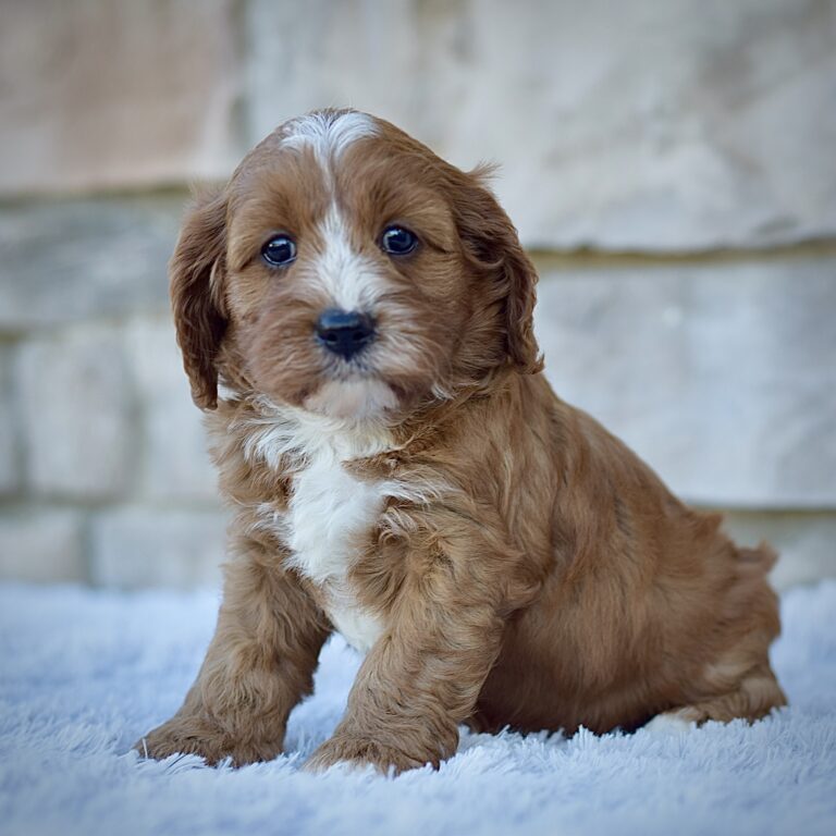 Jasper, friendly cavpoo, non-shedding puppy, puppies for sale in ohio, healthy puppy from wengerdpremierpups.com