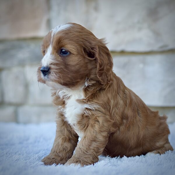 Jasper, friendly cavapoo, non-shedding puppy, puppies for sale in ohio, healthy puppy from wengerdpremierpups.com