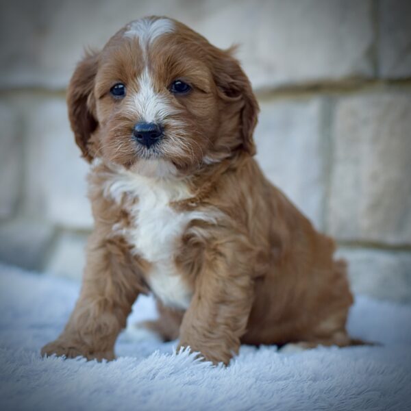 Jasper, friendly cavpoo, non-shedding puppy, puppies for sale in ohio, healthy puppy from wengerdpremierpups.com