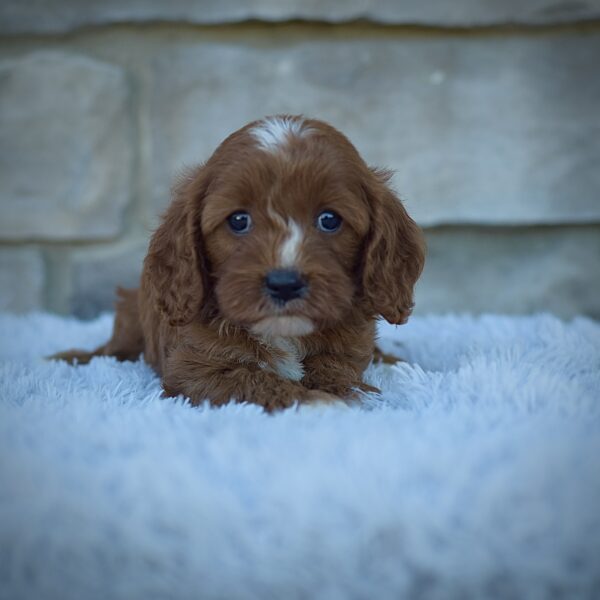 Juno, friendly cavpoo, mini cavapoo, cavapoo puppy for sale, cavapoo puppies for sale non-shedding puppy, puppies for sale in ohio, healthy puppy from wengerdpremierpups.com