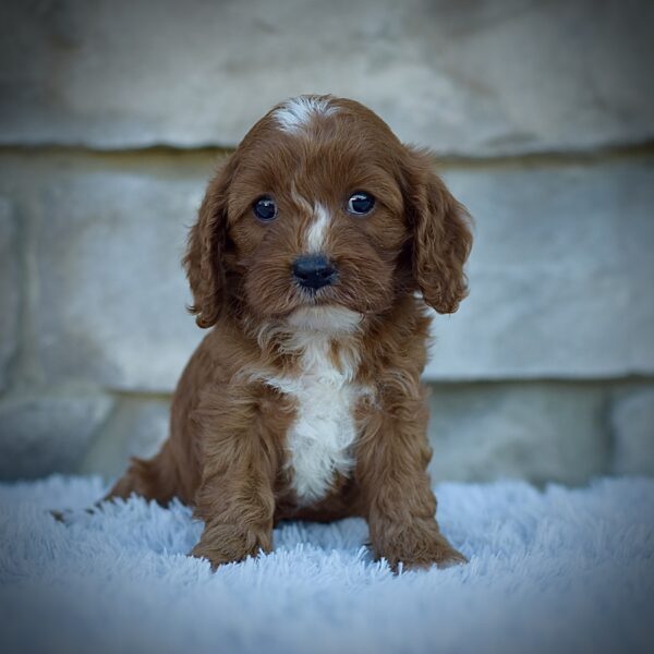 Juno, friendly cavpoo, mini cavapoo, cavapoo puppy for sale, cavapoo puppies for sale non-shedding puppy, puppies for sale in ohio, healthy puppy from wengerdpremierpups.com