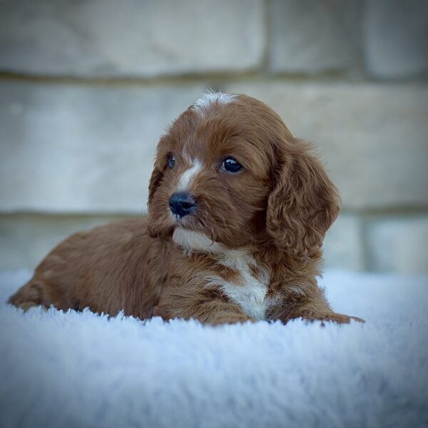 Juno, friendly cavpoo, mini cavapoo, cavapoo puppy for sale, cavapoo puppies for sale non-shedding puppy, puppies for sale in ohio, healthy puppy from wengerdpremierpups.com