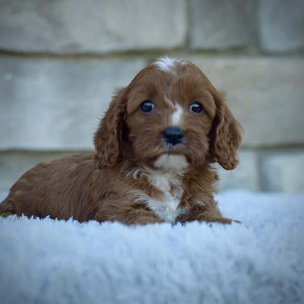 Juno, friendly cavpoo, mini cavapoo, cavapoo puppy for sale, cavapoo puppies for sale non-shedding puppy, puppies for sale in ohio, healthy puppy from wengerdpremierpups.com