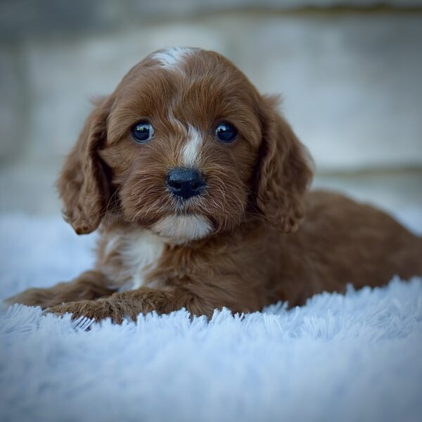 Juno, friendly cavpoo, mini cavapoo, cavapoo puppy for sale, cavapoo puppies for sale non-shedding puppy, puppies for sale in ohio, healthy puppy from wengerdpremierpups.com