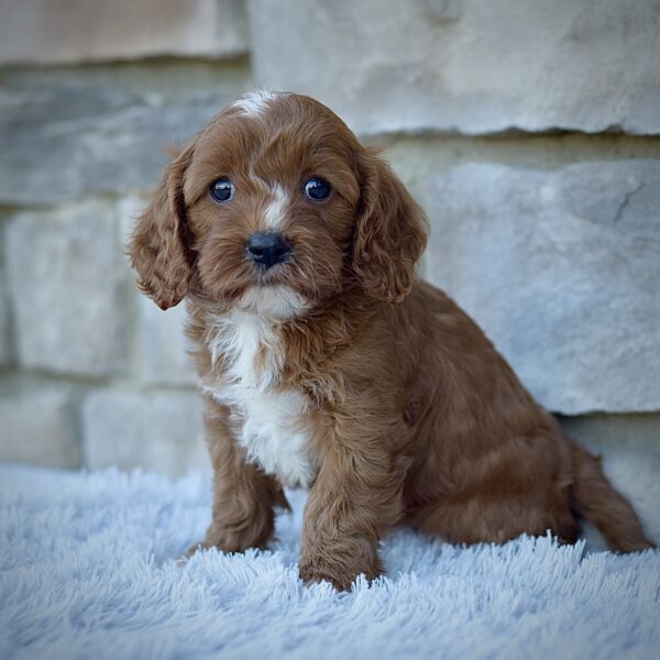 Juno, friendly cavpoo, mini cavapoo, cavapoo puppy for sale, cavapoo puppies for sale non-shedding puppy, puppies for sale in ohio, healthy puppy from wengerdpremierpups.com