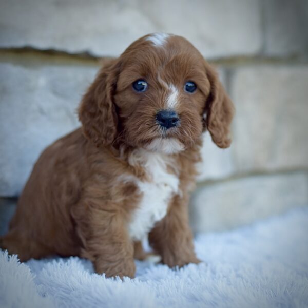 Juno, friendly cavpoo, mini cavapoo, cavapoo puppy for sale, cavapoo puppies for sale non-shedding puppy, puppies for sale in ohio, healthy puppy from wengerdpremierpups.com