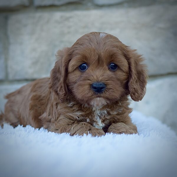 Rodney, male cavapoo smart cavapoo, friendly cavapoo, mini cavapoo, cavapoo puppy for sale, cavapoo puppies for sale non-shedding puppy, puppies for sale in ohio, healthy puppy from wengerdpremierpups.com