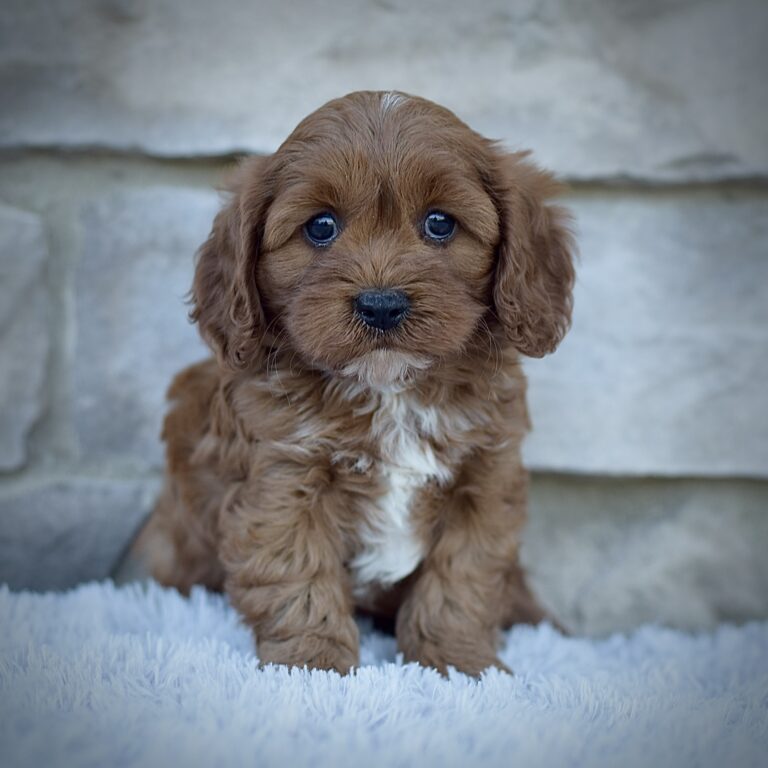 Rodney, male cavapoo smart cavapoo, friendly cavapoo, mini cavapoo, cavapoo puppy for sale, cavapoo puppies for sale non-shedding puppy, puppies for sale in ohio, healthy puppy from wengerdpremierpups.com