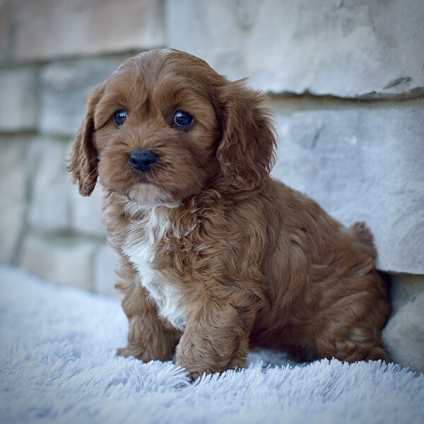 Rodney, male cavapoo smart cavapoo, friendly cavapoo, mini cavapoo, cavapoo puppy for sale, cavapoo puppies for sale non-shedding puppy, puppies for sale in ohio, healthy puppy from wengerdpremierpups.com