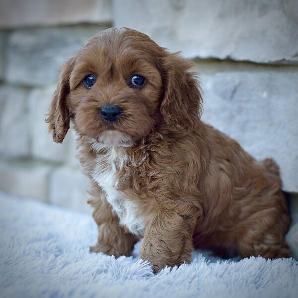 Rodney, male cavapoo smart cavapoo, friendly cavapoo, mini cavapoo, cavapoo puppy for sale, cavapoo puppies for sale non-shedding puppy, puppies for sale in ohio, healthy puppy from wengerdpremierpups.com