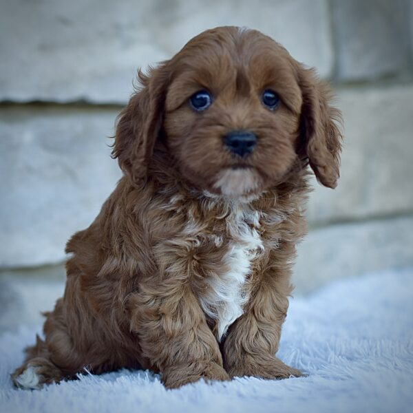 Rodney, male cavapoo smart cavapoo, friendly cavapoo, mini cavapoo, cavapoo puppy for sale, cavapoo puppies for sale non-shedding puppy, puppies for sale in ohio, healthy puppy from wengerdpremierpups.com