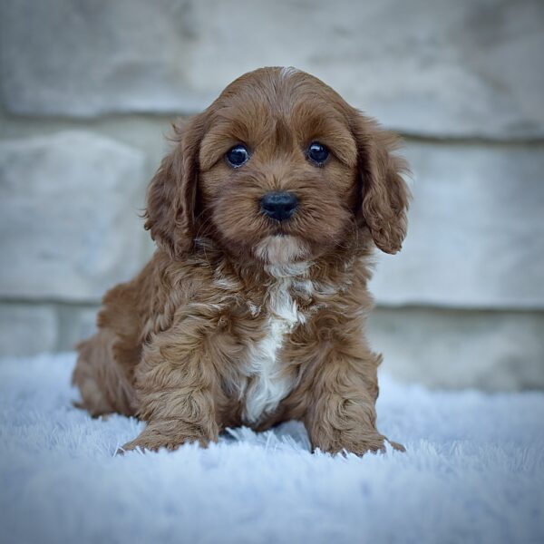 Rodney, male cavapoo smart cavapoo, friendly cavapoo, mini cavapoo, cavapoo puppy for sale, cavapoo puppies for sale non-shedding puppy, puppies for sale in ohio, healthy puppy from wengerdpremierpups.com