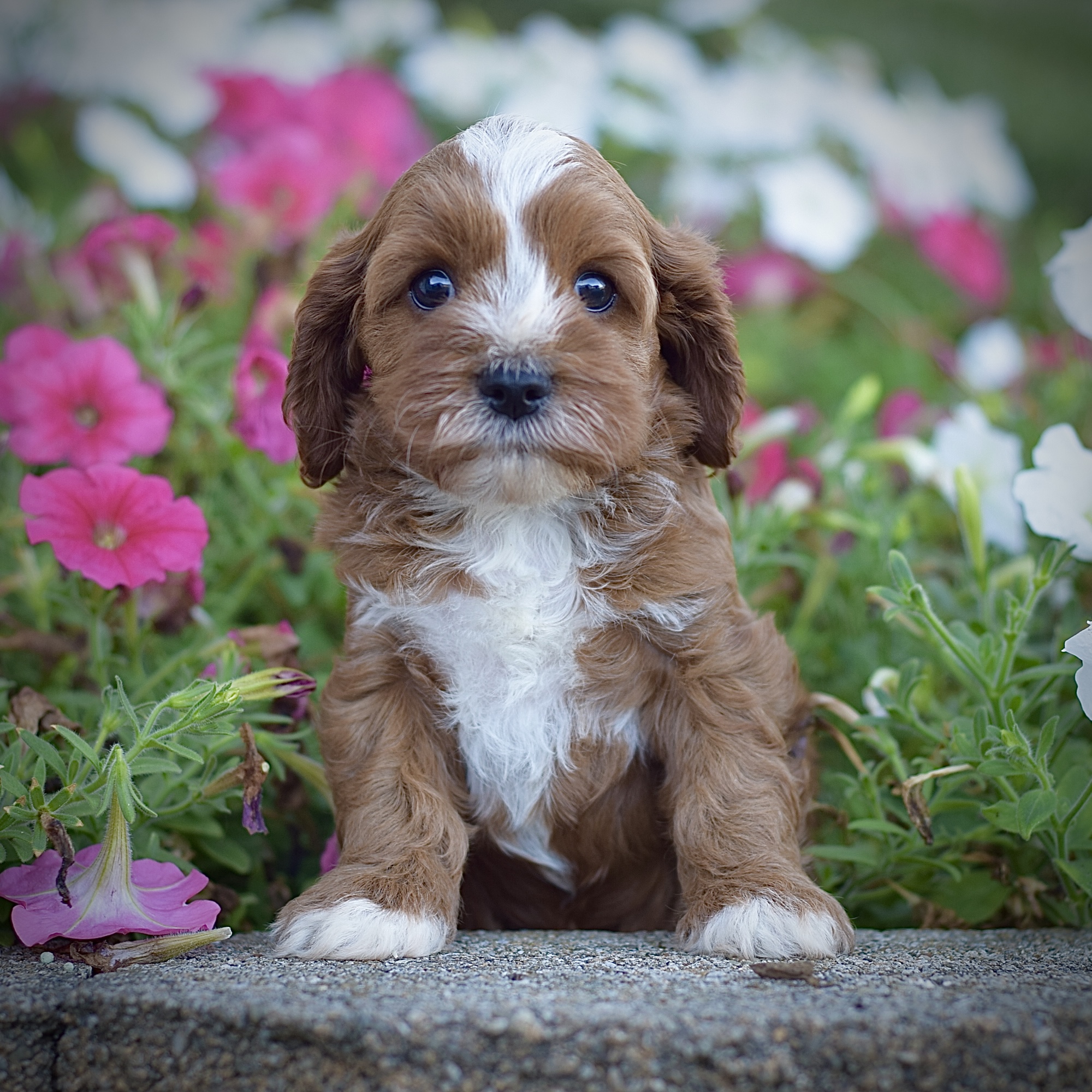 Rodney, male cavapoo smart cavapoo, friendly cavapoo, mini cavapoo, cavapoo puppy for sale, cavapoo puppies for sale non-shedding puppy, puppies for sale in ohio, healthy puppy from wengerdpremierpups.com