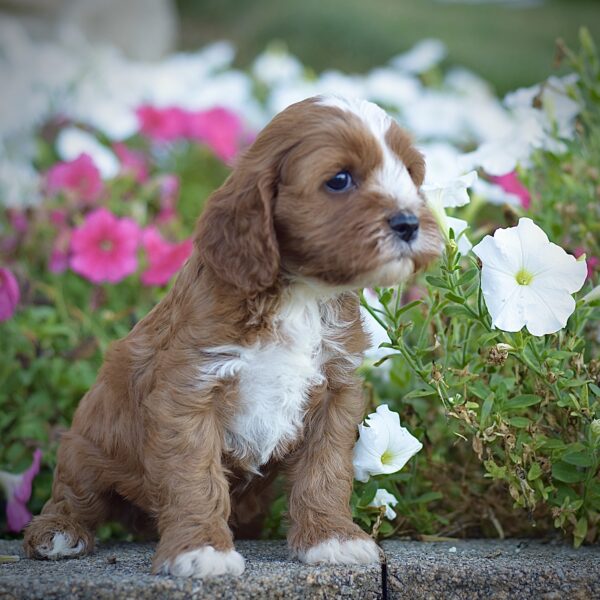 Rodney, male cavapoo smart cavapoo, friendly cavapoo, mini cavapoo, cavapoo puppy for sale, cavapoo puppies for sale non-shedding puppy, puppies for sale in ohio, healthy puppy from wengerdpremierpups.com