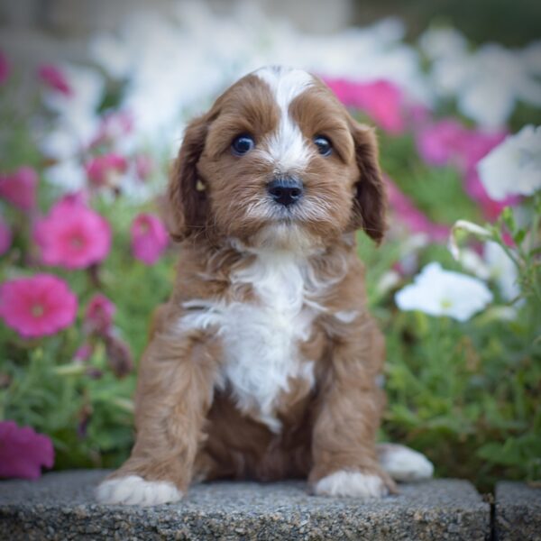 Rodney, male cavapoo smart cavapoo, friendly cavapoo, mini cavapoo, cavapoo puppy for sale, cavapoo puppies for sale non-shedding puppy, puppies for sale in ohio, healthy puppy from wengerdpremierpups.com