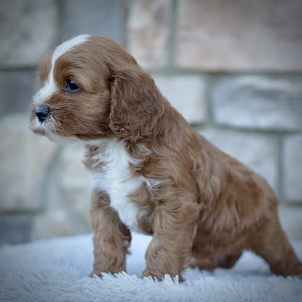 Rodney, male cavapoo smart cavapoo, friendly cavapoo, mini cavapoo, cavapoo puppy for sale, cavapoo puppies for sale non-shedding puppy, puppies for sale in ohio, healthy puppy from wengerdpremierpups.com