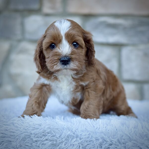 Rodney, male cavapoo smart cavapoo, friendly cavapoo, mini cavapoo, cavapoo puppy for sale, cavapoo puppies for sale non-shedding puppy, puppies for sale in ohio, healthy puppy from wengerdpremierpups.com