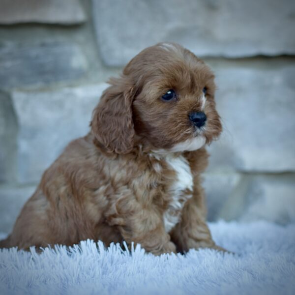 Ginger, Mini Cavapoo, Healthy, happy Cavapoos from WengerdPremierPups.com, best cavapoos in ohio, hypoallergenic