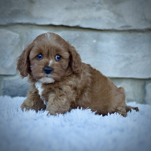 Ginger, Mini Cavapoo, Healthy, happy Cavapoos from WengerdPremierPups.com, best cavapoos in ohio, hypoallergenic