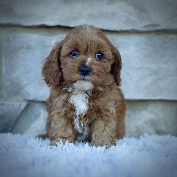 Ginger, Mini Cavapoo, Healthy, happy Cavapoos from WengerdPremierPups.com, best cavapoos in ohio, hypoallergenic