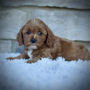 Ginger, Mini Cavapoo, Healthy, happy Cavapoos from WengerdPremierPups.com, best cavapoos in ohio, hypoallergenic