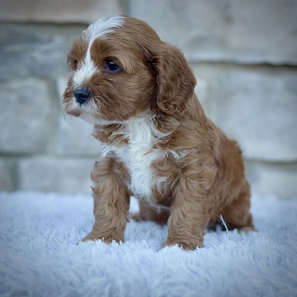 Ginger, Mini Cavapoo, Healthy, happy Cavapoos from WengerdPremierPups.com, best cavapoos in ohio, hypoallergenic