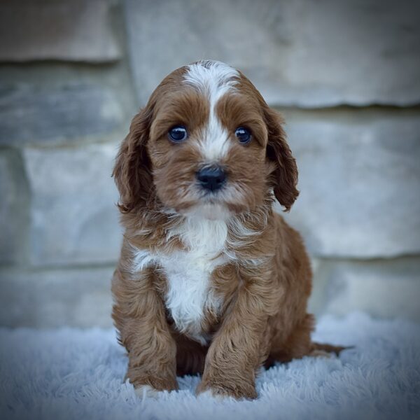 Ginger, Mini Cavapoo, Healthy, happy Cavapoos from WengerdPremierPups.com, best cavapoos in ohio, hypoallergenic