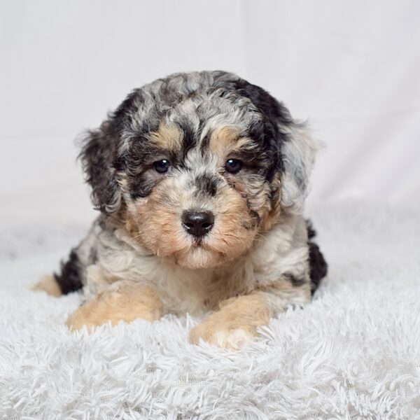 Ms. Macy - Image 4