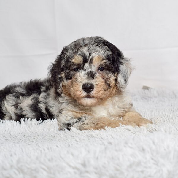 Ms. Macy - Image 5