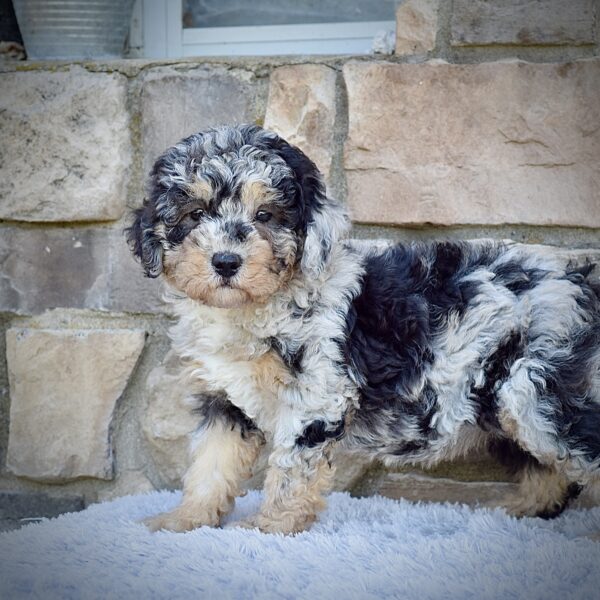 Ms. Macy - Image 2