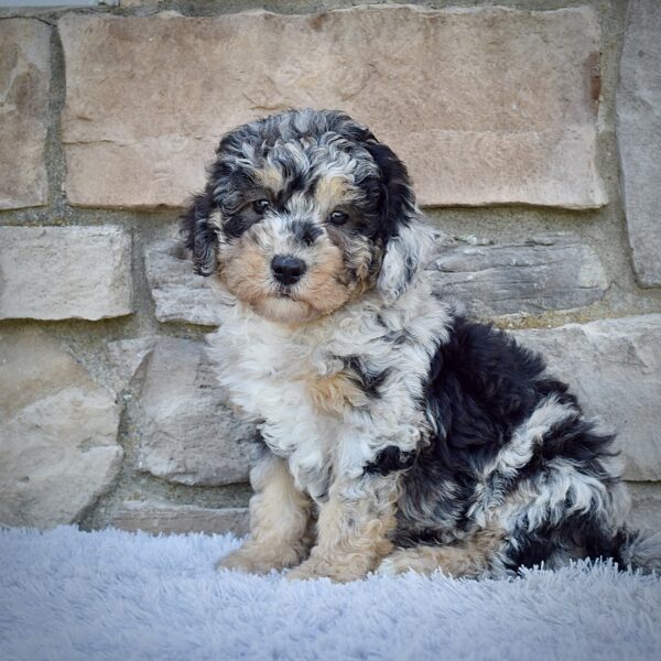 Ms. Macy - Image 3