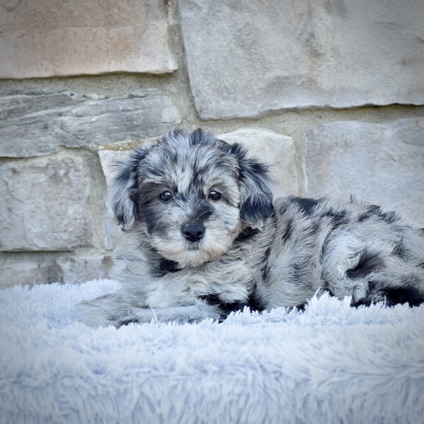 Ms. Mia - Image 3