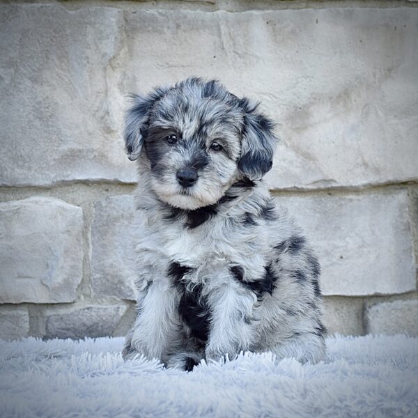 Ms. Mia
