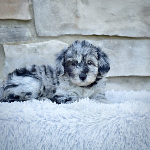 Ms. Mia - Image 5