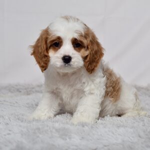 Mr. Ozzie