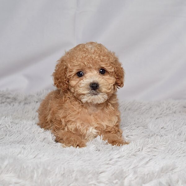 Mr. Rhett - Image 2