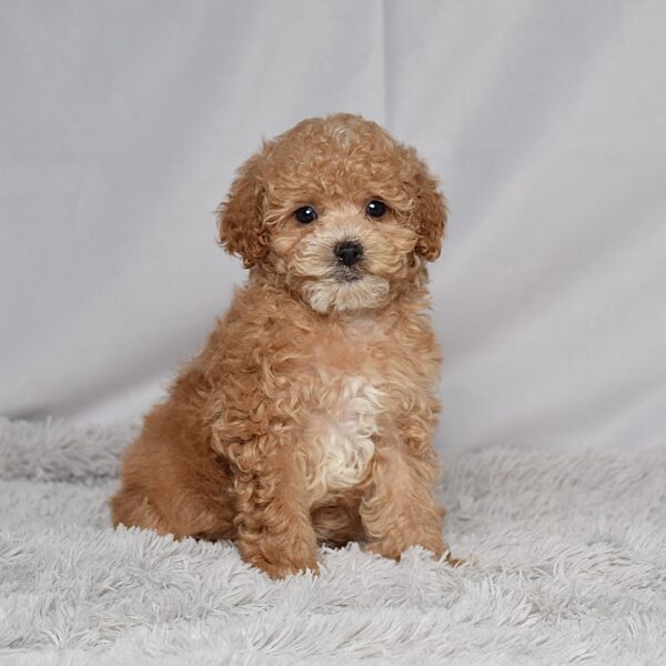 Mr. Rhett - Image 4