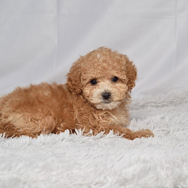 Mr. Rhett - Image 5