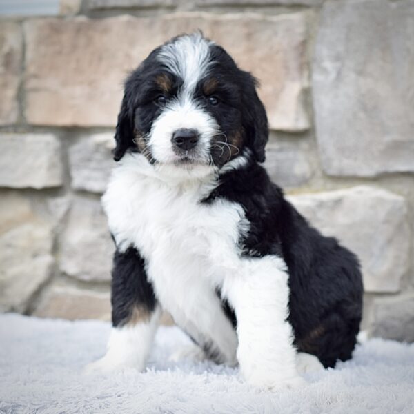 Mr. Roscoe - Image 2