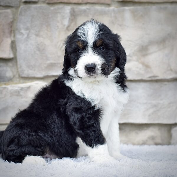 Mr. Roscoe - Image 3