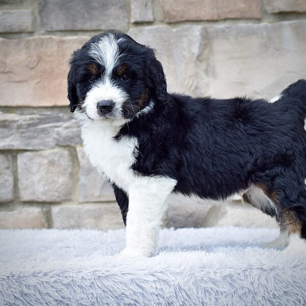 Mr. Roscoe - Image 4