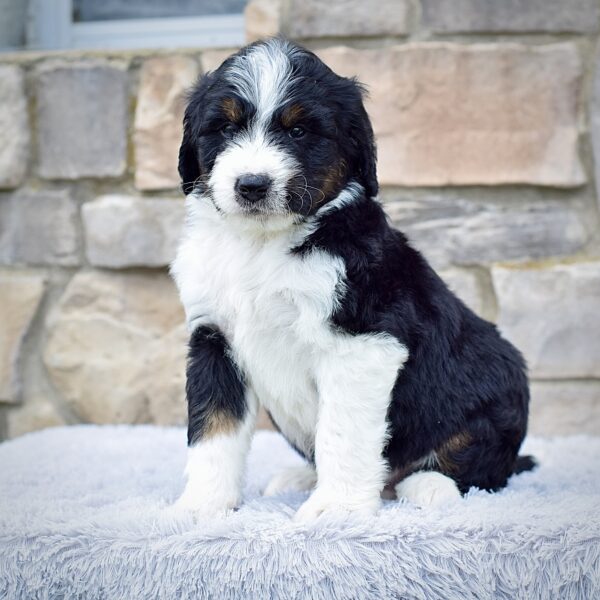 Mr. Roscoe - Image 5