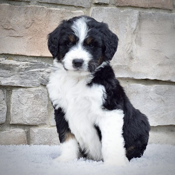 Mr. Roscoe - Image 6