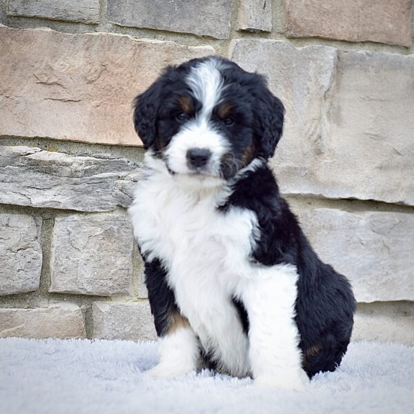 Mr. Roscoe